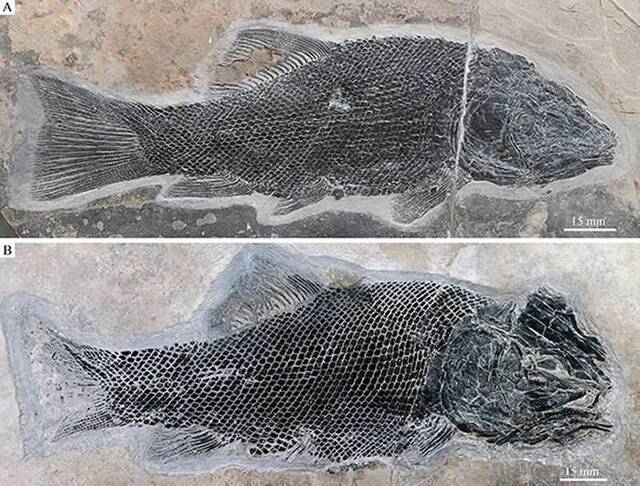 罗平生物群2.44亿年前罗平强壮鱼为全骨鱼类早期演化研究取得突破性进展