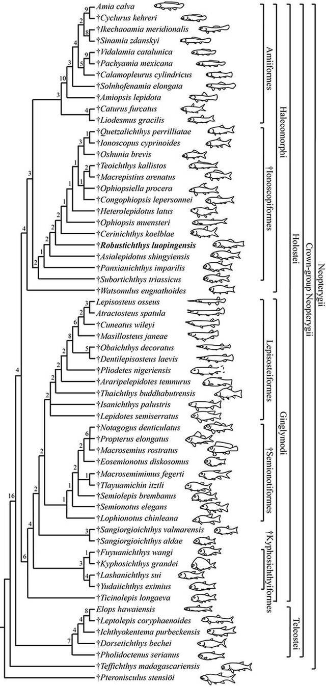 罗平生物群2.44亿年前罗平强壮鱼为全骨鱼类早期演化研究取得突破性进展