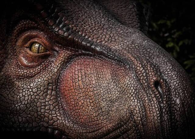 基因研究显示霸王龙拥有所有已灭绝恐龙中最灵敏的嗅觉