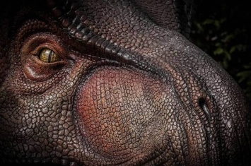 基因研究显示霸王龙拥有所有已灭绝恐龙中最灵敏的嗅觉