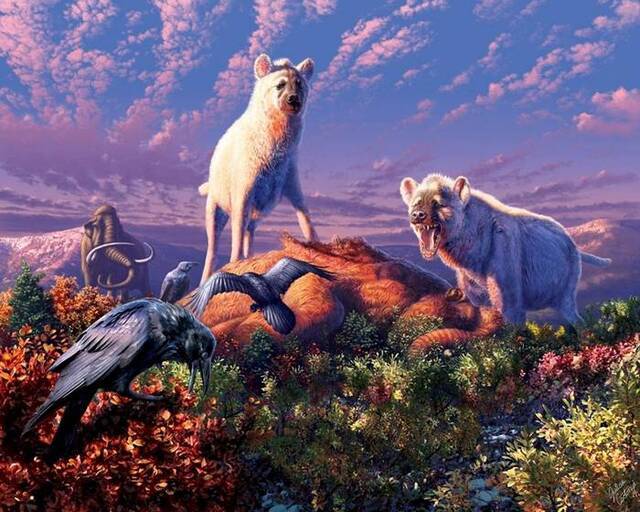 加拿大西北部发现的牙齿化石证实鬣狗曾生活在荒凉而寒冷的北极