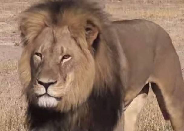 美牙医猎杀津巴布韦明星狮子塞西尔 地主被控非法捕猎