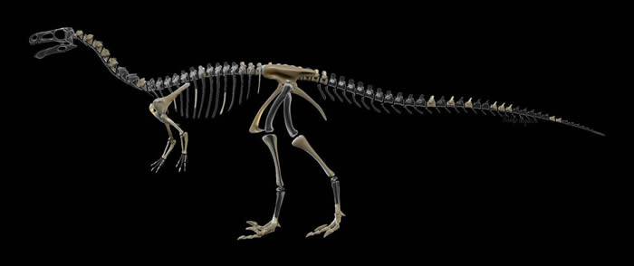 新食肉恐龙Vespersaurus paranaensis拥有的可怕趾爪“武器”是迅猛龙的两倍