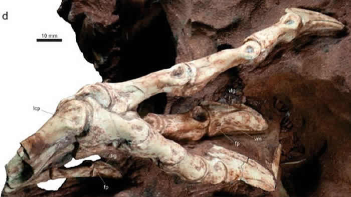 新食肉恐龙Vespersaurus paranaensis拥有的可怕趾爪“武器”是迅猛龙的两倍