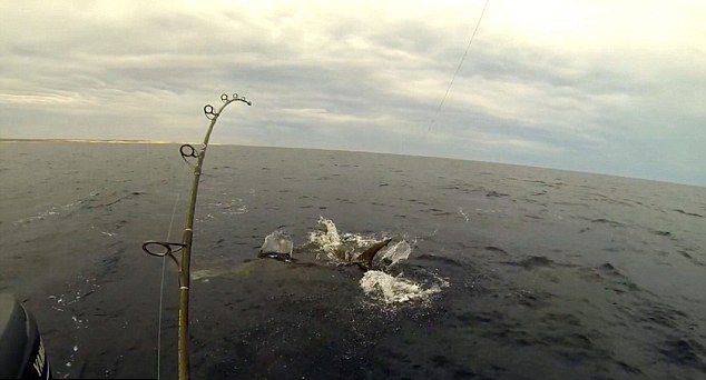 在澳大利亚西海岸好不容易钓到一条旗鱼 收线时却被5条鲨鱼抢走