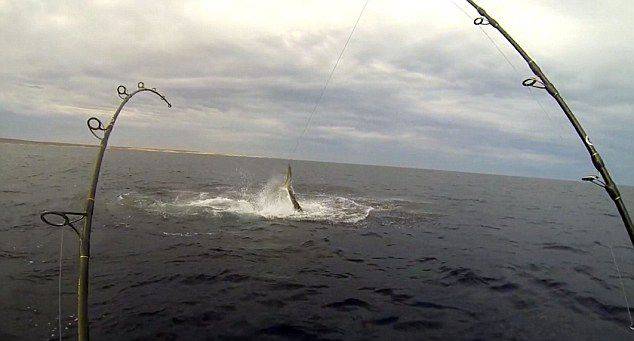 在澳大利亚西海岸好不容易钓到一条旗鱼 收线时却被5条鲨鱼抢走