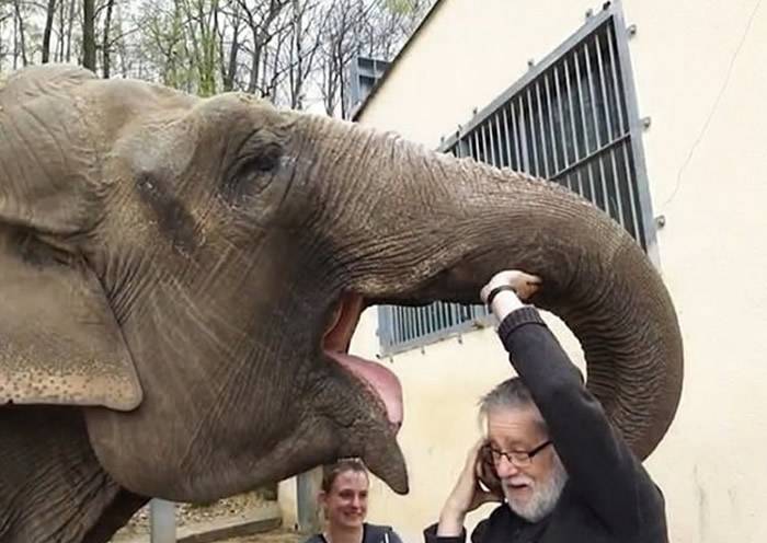 离别32载重逢仍未忘 德国西部萨尔州动物园老象伸鼻拥抱年迈管理员