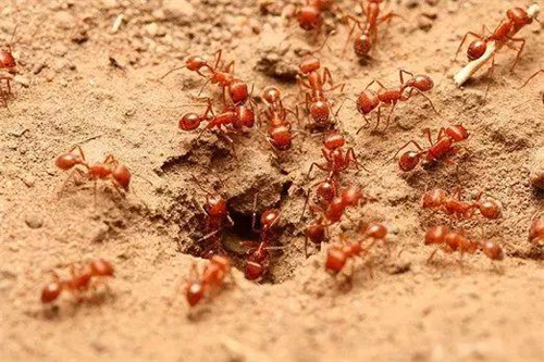 红火蚁是什么