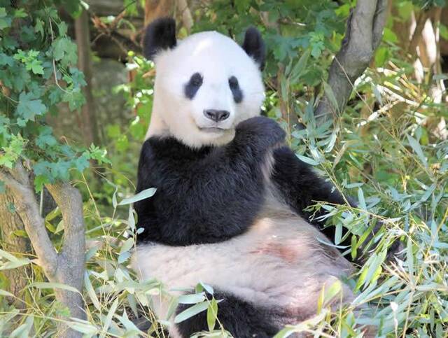 中国及澳洲的科学团体发现吸收营养结构上大熊猫是“超级肉食动物”