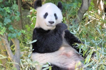 中国及澳洲的科学团体发现吸收营养结构上大熊猫是“超级肉食动物”