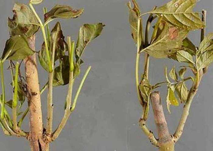 牛津大学植物学家指白蜡树枯梢病在英国造成生态破坏