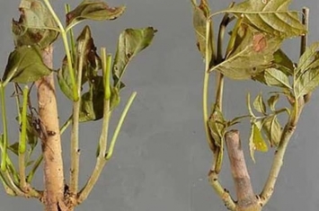 牛津大学植物学家指白蜡树枯梢病在英国造成生态破坏