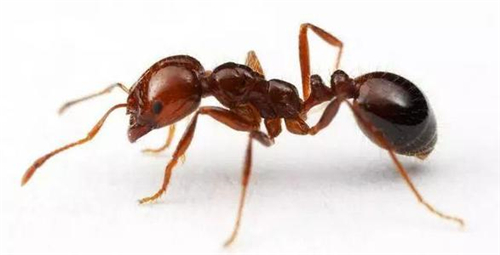 红火蚁的危害是什么