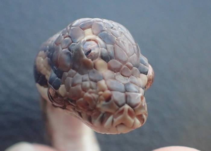 澳洲北领地惊现“三眼蛇”地毡蟒 专家：或吸收双胞胎形成