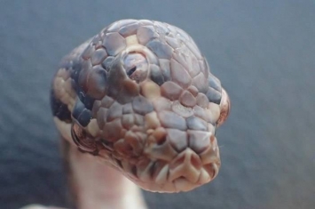 澳洲北领地惊现“三眼蛇”地毡蟒 专家：或吸收双胞胎形成