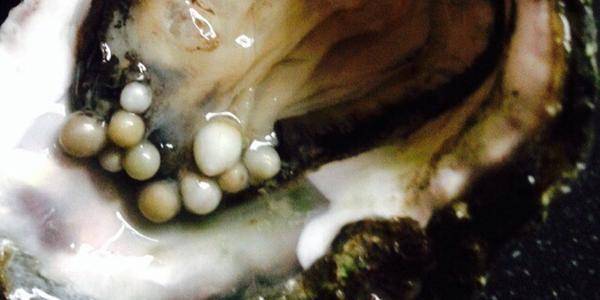 新西兰男子参加活动意外在一颗牡蛎中发现10颗珍珠