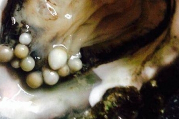 新西兰男子参加活动意外在一颗牡蛎中发现10颗珍珠