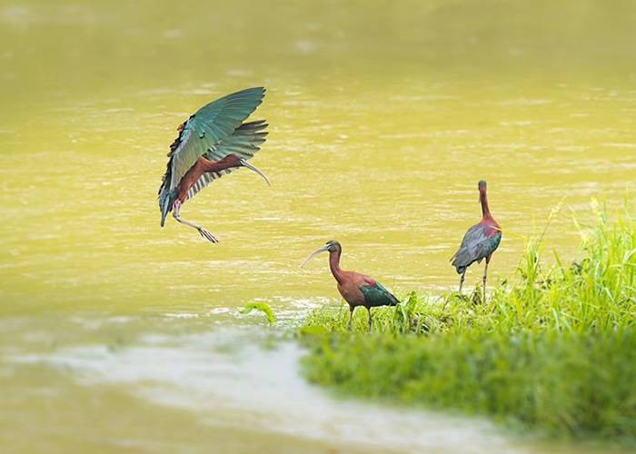 一度绝迹！摄影爱好者在陕西汉江濂水河畔湿地公园拍到3只罕见彩鹮