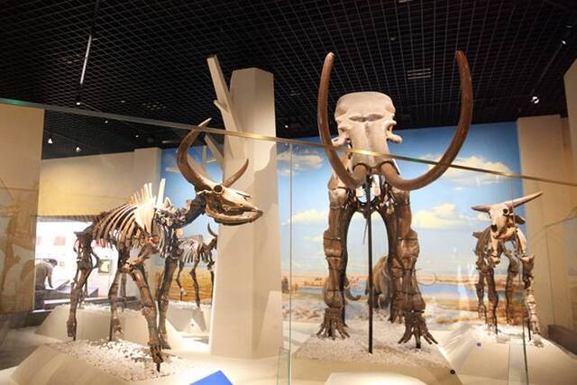 北京自然博物馆《古哺乳动物》大型专题展览正式对公众开放