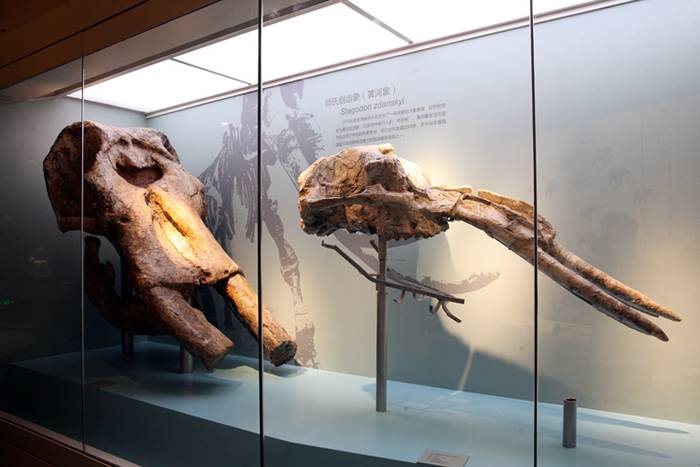 北京自然博物馆《古哺乳动物》大型专题展览正式对公众开放