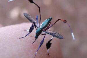 吸髓蚊真的存在吗，专吸动物脑髓的恐怖毒蚊(小说杜撰)