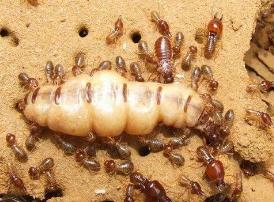 世界上最大的白蚁蚁后，长约5厘米的蚁后像条巨大的虫子