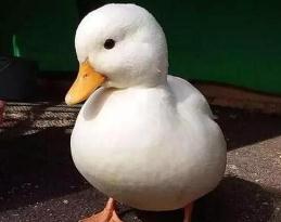 世界上最贵的宠物鸭子，王思聪的柯尔鸭一只价格高达15000元