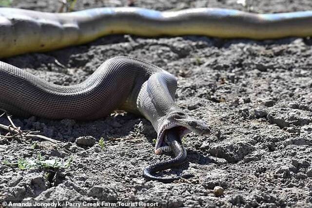 澳大利亚受惊橄榄蟒吐出另一条大小与它不相上下的游蛇