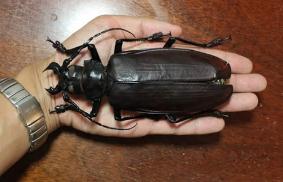 世界上最大的甲虫，泰坦甲虫长达4公分(一口能咬断铅笔)
