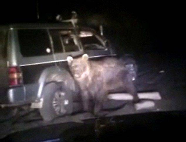 俄罗斯三名男子故意驱车碾压一头棕熊8次