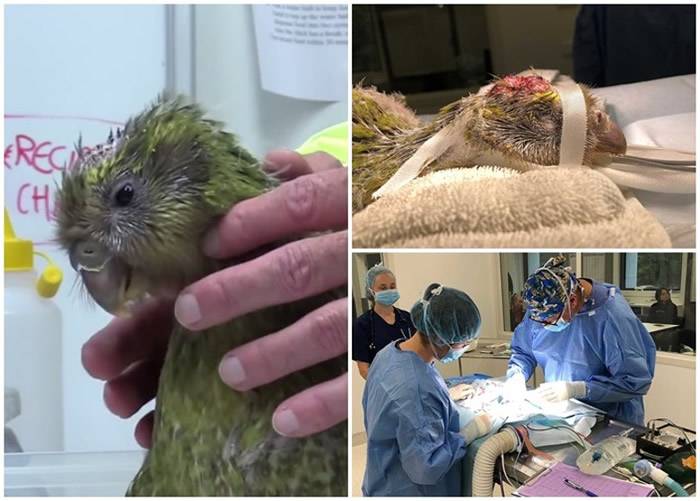 新西兰极危初生鸮鹦鹉“Espy 1B”脑囟门仍未完全闭合 接受补洞手术成全球首例