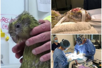 新西兰极危初生鸮鹦鹉“Espy 1B”脑囟门仍未完全闭合 接受补洞手术成全球首例