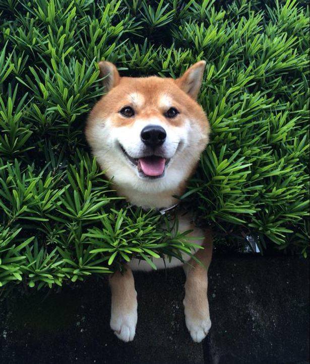 日本一只西巴犬的头不幸卡在树篱中 表情却十分淡定惹人发笑