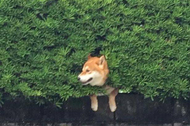 日本一只西巴犬的头不幸卡在树篱中 表情却十分淡定惹人发笑