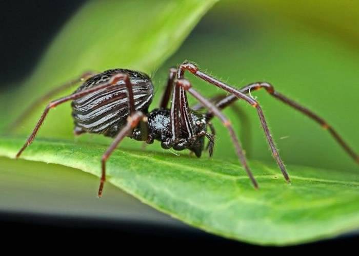 新加坡武吉知马自然保护区发现6种全新物种 包括6眼蜘蛛“Paculla bukittimahensis”