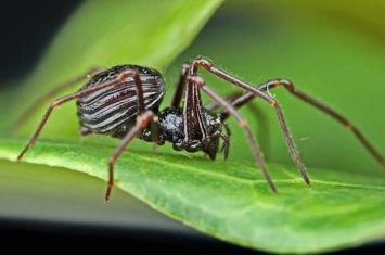 新加坡武吉知马自然保护区发现6种全新物种 包括6眼蜘蛛“Paculla bukittimahensis”