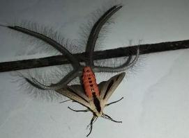 世界上最恐怖的飞蛾，黑条灰灯蛾(一种来自＂地狱＂的生物)
