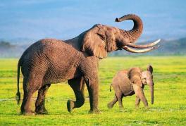 世界上睡眠最少的动物，野生大象警惕敌人每天睡2小时(可以不睡)