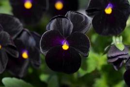 世界上什么颜色的花最少，黑色最少仅占0.2%/昆虫讨厌黑色不愿授粉