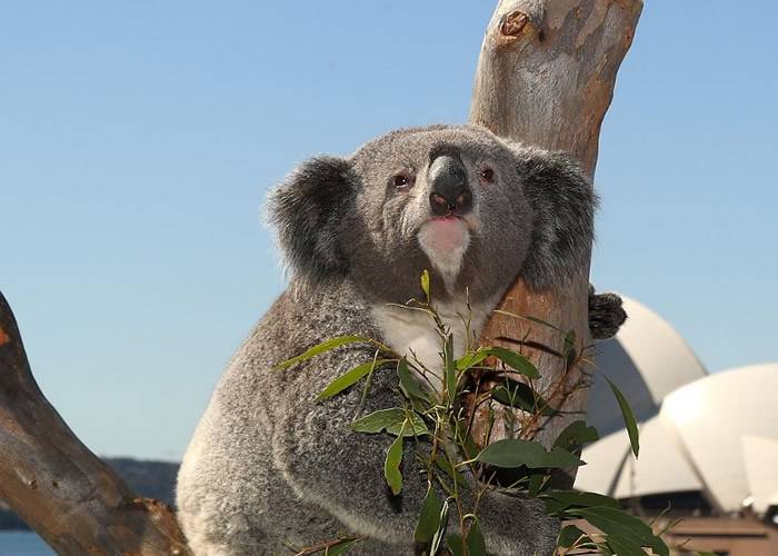 澳洲野生树熊数目不足8万只 被列为“功能性灭绝”