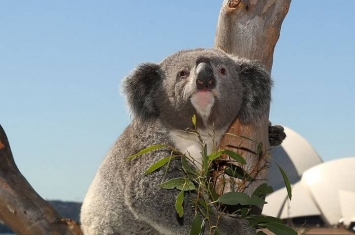 澳洲野生树熊数目不足8万只 被列为“功能性灭绝”