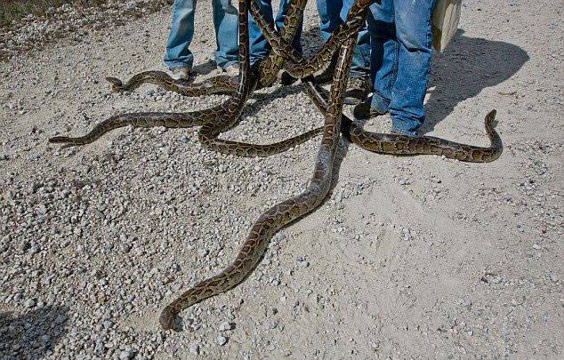 美国佛罗里达州大沼泽地兴起“蟒蛇挑战”活动 第二届蟒蛇大搜捕将在2016年举办