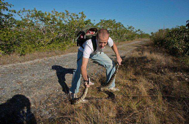 美国佛罗里达州大沼泽地兴起“蟒蛇挑战”活动 第二届蟒蛇大搜捕将在2016年举办