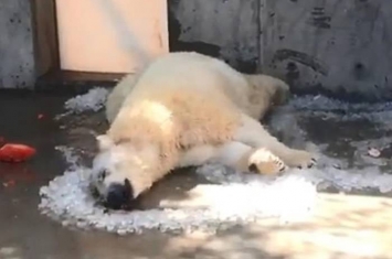 美国犹他州霍格尔动物园北极熊滚冰消暑 萌态可掬