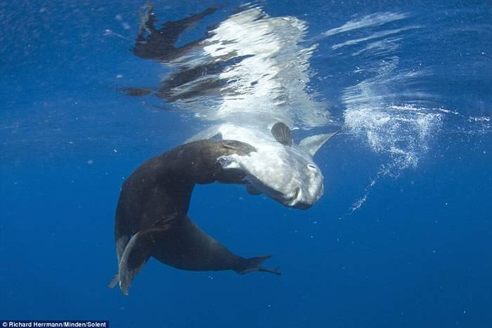 美国加州圣地牙哥外海2吨重迟钝翻车鱼（曼波鱼）被海狮啃了一大半却都还没发现