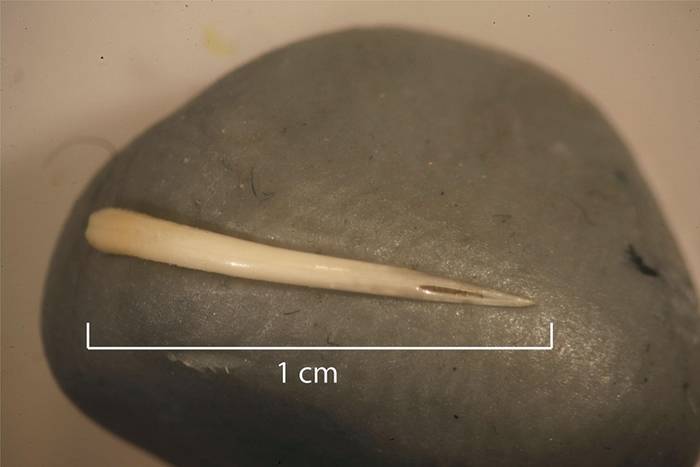 美国德州科涅霍岩洞考古发现1500年前有人吞了一整条毒蛇 还吃了丝兰的花