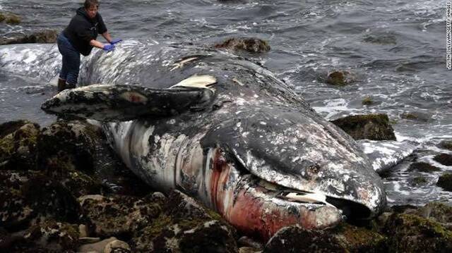 美国西部沿岸地区发现大量灰鲸死亡 科学家认为可能是由于北极海增温引发食物短缺导致