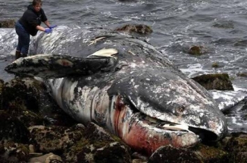 美国西部沿岸地区发现大量灰鲸死亡 科学家认为可能是由于北极海增温引发食物短缺导致