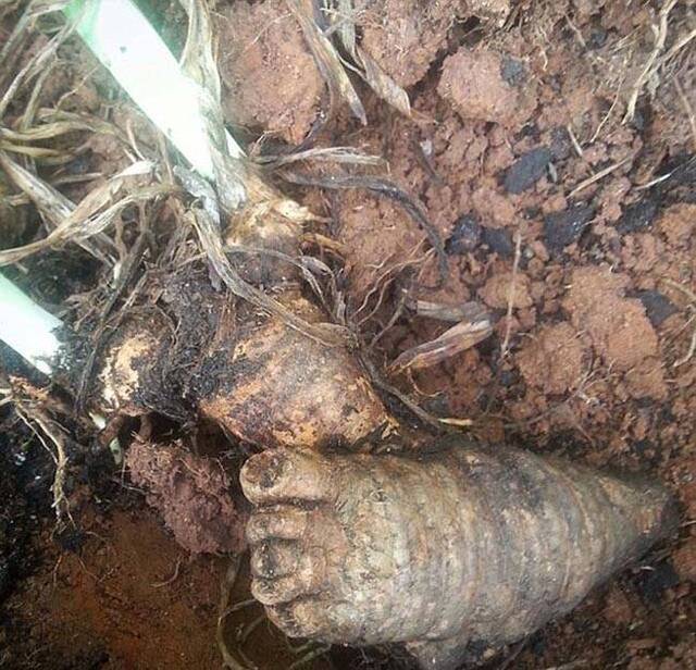 美国北卡罗来纳州女子在自家花园发现长得像人脚的根茎
