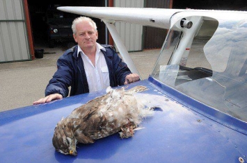 英飞行员300米高空遭遇秃鹰撞机死里逃生
